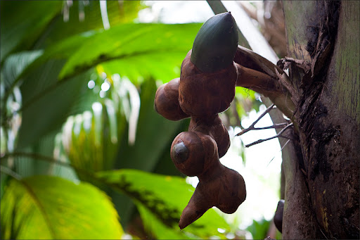 Сейшелы. Пальмовый лес.