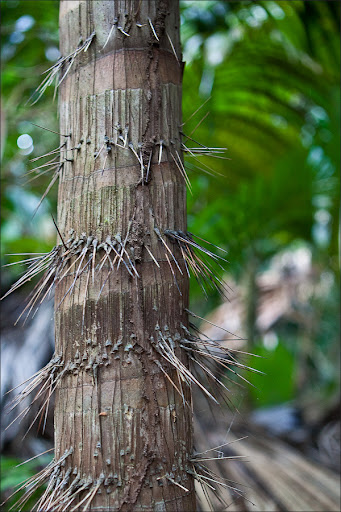 Сейшелы. Пальмовый лес.