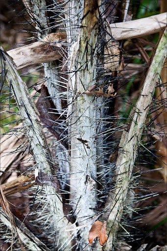 Сейшелы. Пальмовый лес.