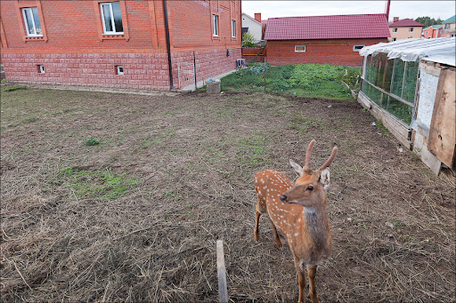 Пятнистый олень подмосковья.