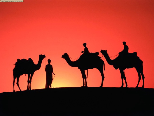 [camellos 3[4].jpg]