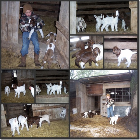 goats2