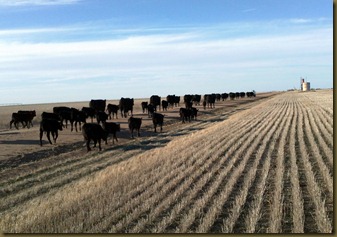 cattle drive 2