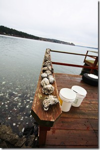 oyster catch