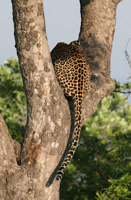A leopard starts to stalk a herd of impala in Kruger Park, South Africa