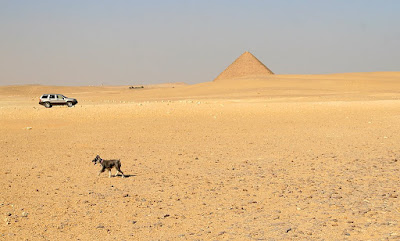Holly the dog heads back to the car after playing at the pyramids at Dahshur, Egypt.