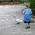Here ducky, ducky, ducky....
