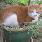 Cat nipped