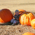 pumpkin chair