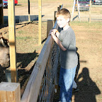 a donkey on the edge