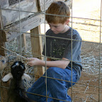 fedding the goats