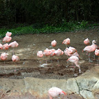 The Zoo Atlanta Welcoming Committee