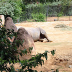 Sleeping Rhino.