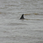 Dol-fin
