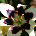 Lily.