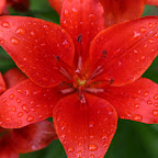 Lily