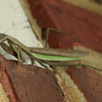 Master Mantis