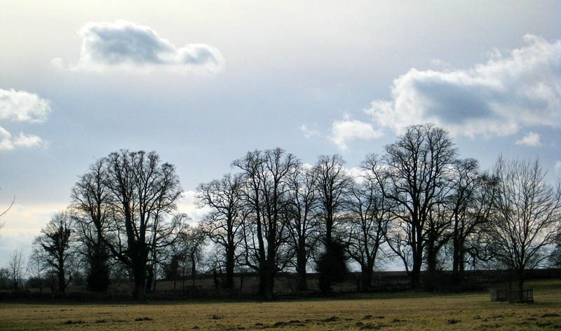 [Benthall trees 1[6].jpg]