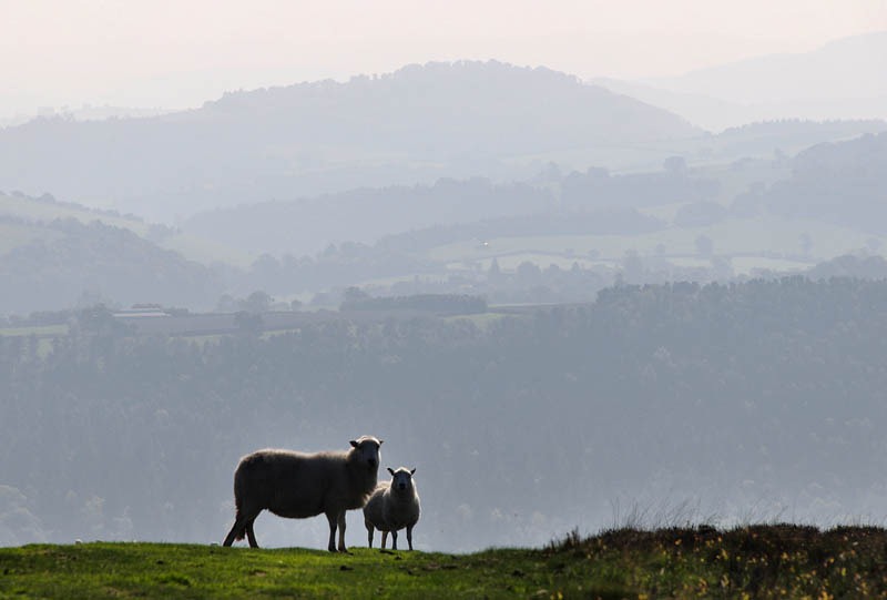 [South Mynd sheep[3].jpg]