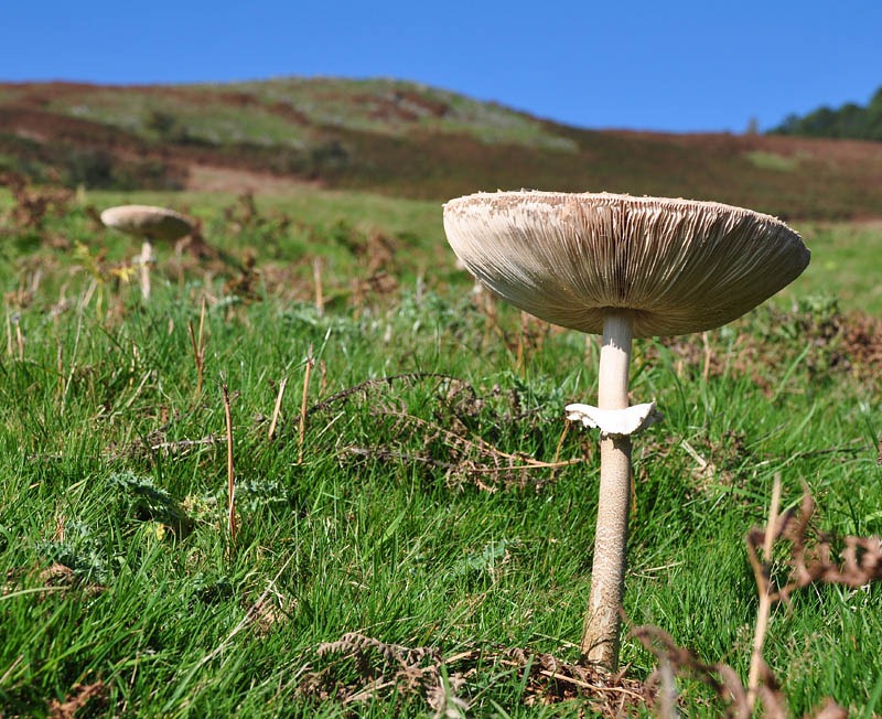 [Mushroom with a view[3].jpg]