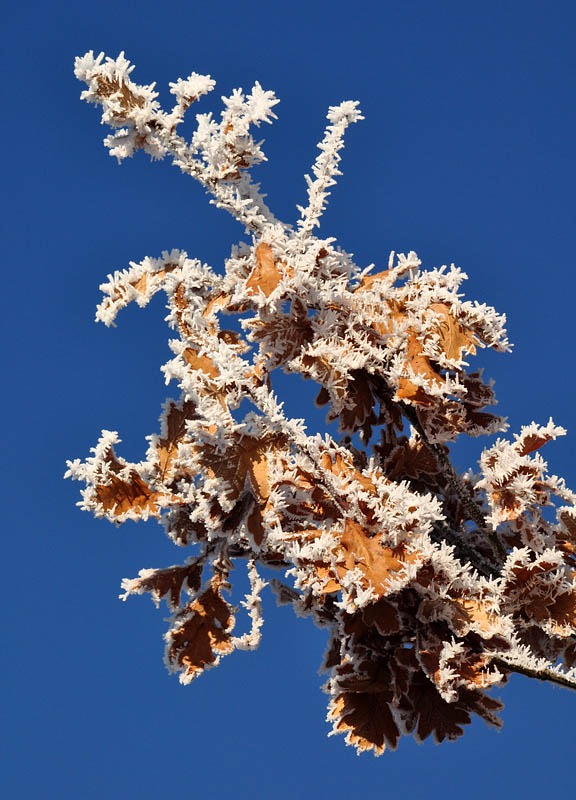 [Frosted oak leaves[3].jpg]