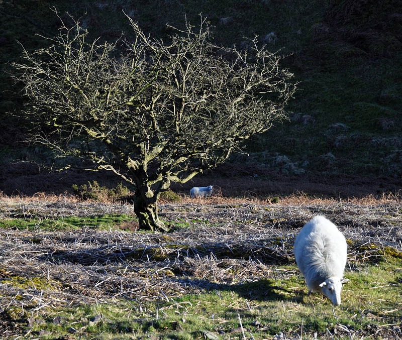 [Sheep and tree[3].jpg]