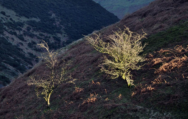 [Flame trees[3].jpg]