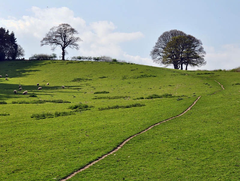 [Sheep track[3].jpg]