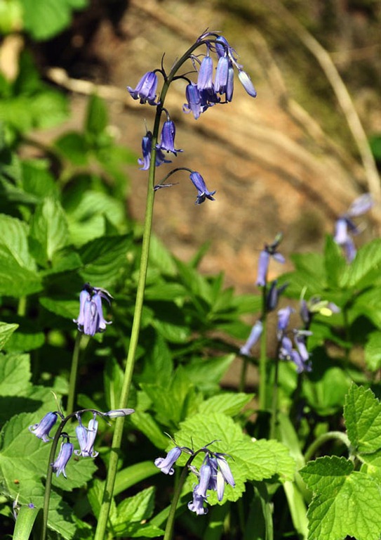 [Bluebells[3].jpg]