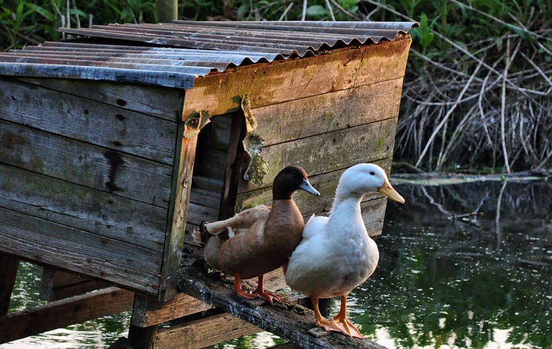 [Duck house[3].jpg]