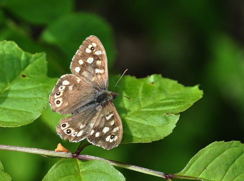 [Speckled wood[3].jpg]