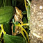 Crested Gecko