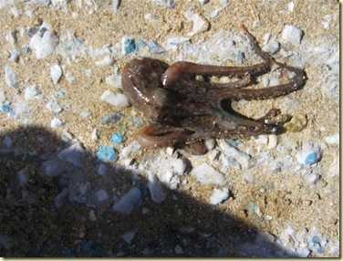 KATHARISMOS LIMANIOY 2009 103