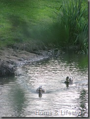 IMG_1372 IMG_1372