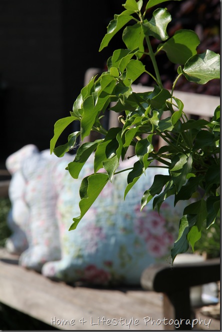 Home & Lifestyle IMG_0982