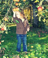 apples2