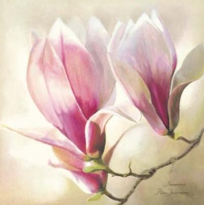 [Annemarie-Peter-Jaumann-Magnolia-Liliflora-148080[15].jpg]