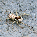 Araña Saltadora