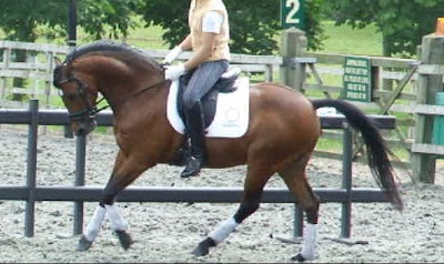horse picture