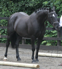 horse picture