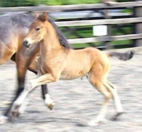 horse picture