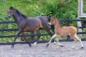 horse picture