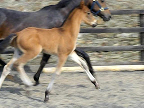 horse picture