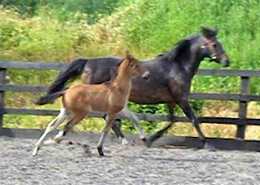 horse picture