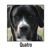 Quatro