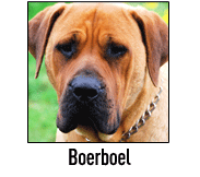 Boerboels