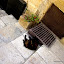 Cat nap.