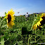 A bee loving on a sunflower in the patch!