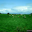 Cow naptime.