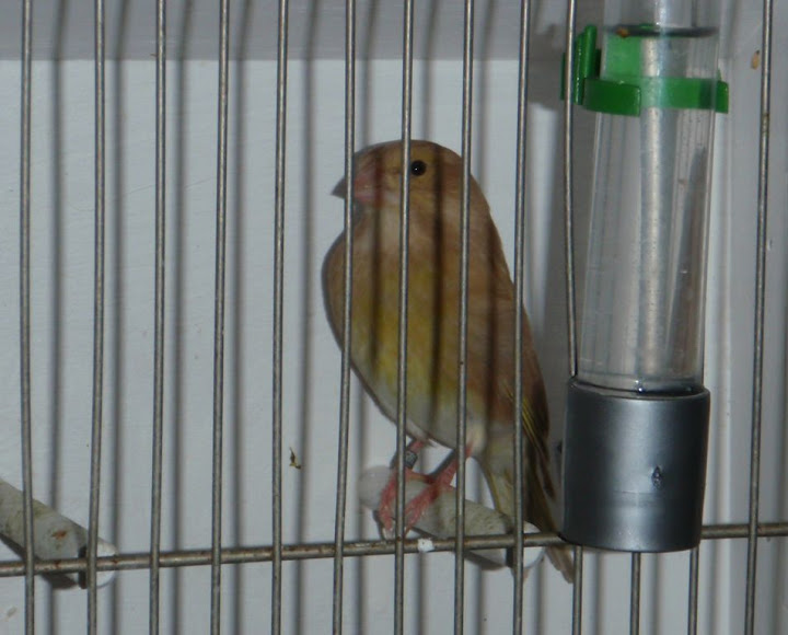 Kép